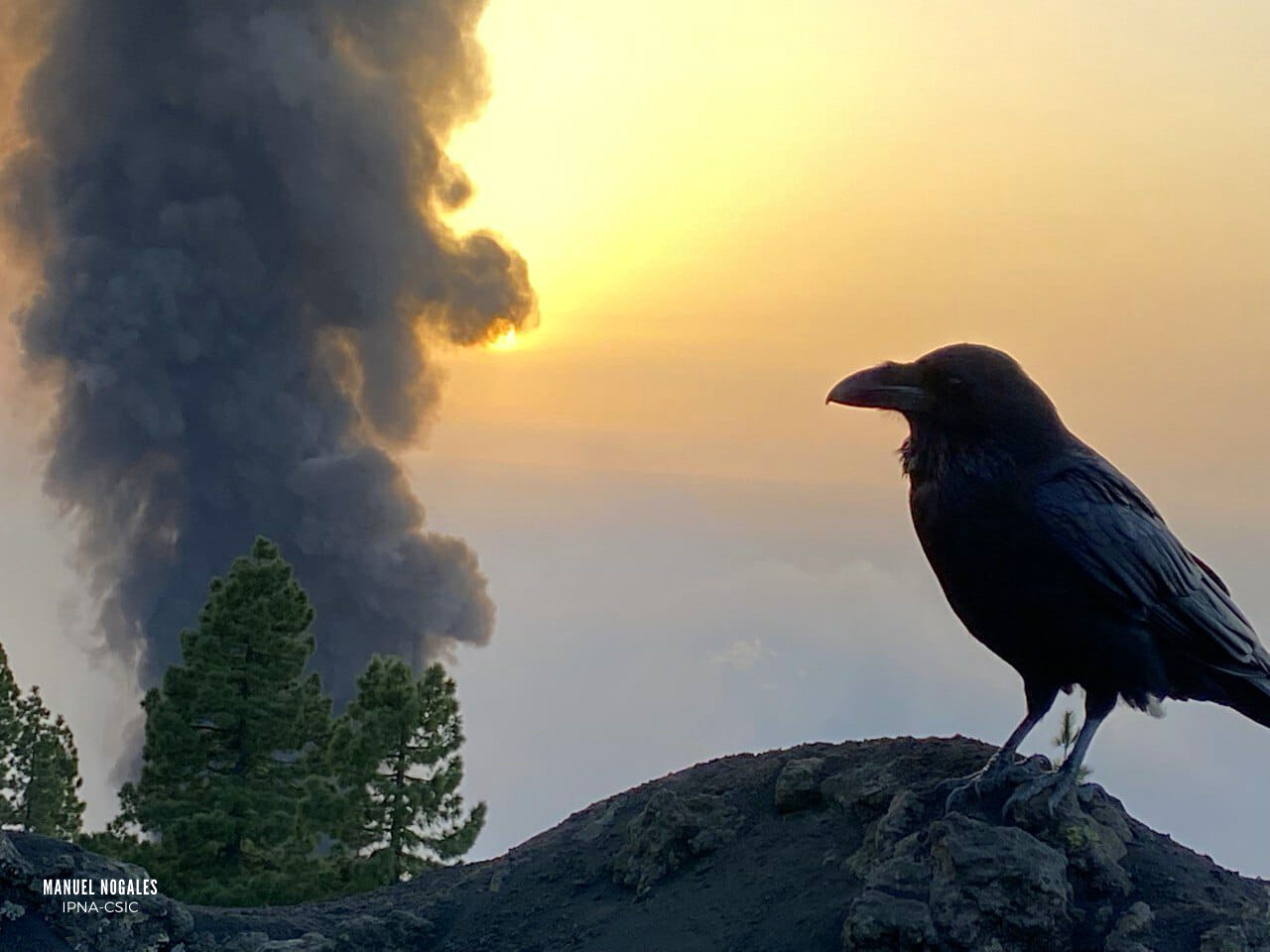 Erupciones volcánicas y biodiversidad