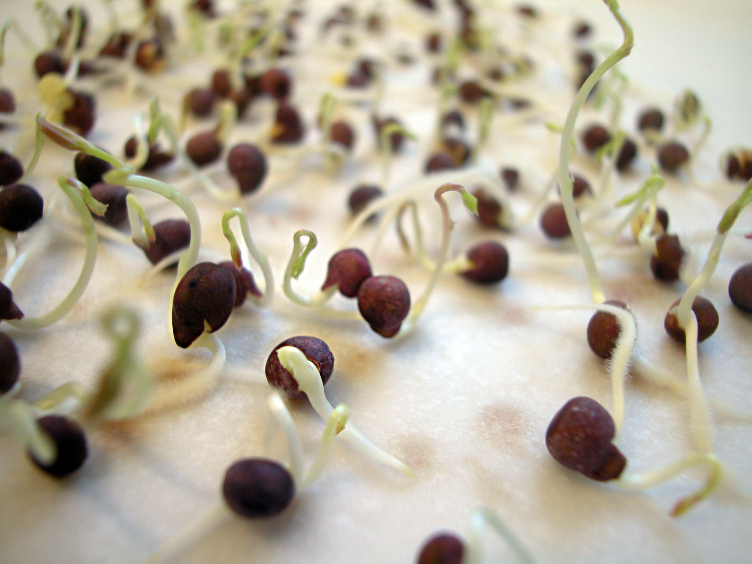 Análisis de germinación de semillas