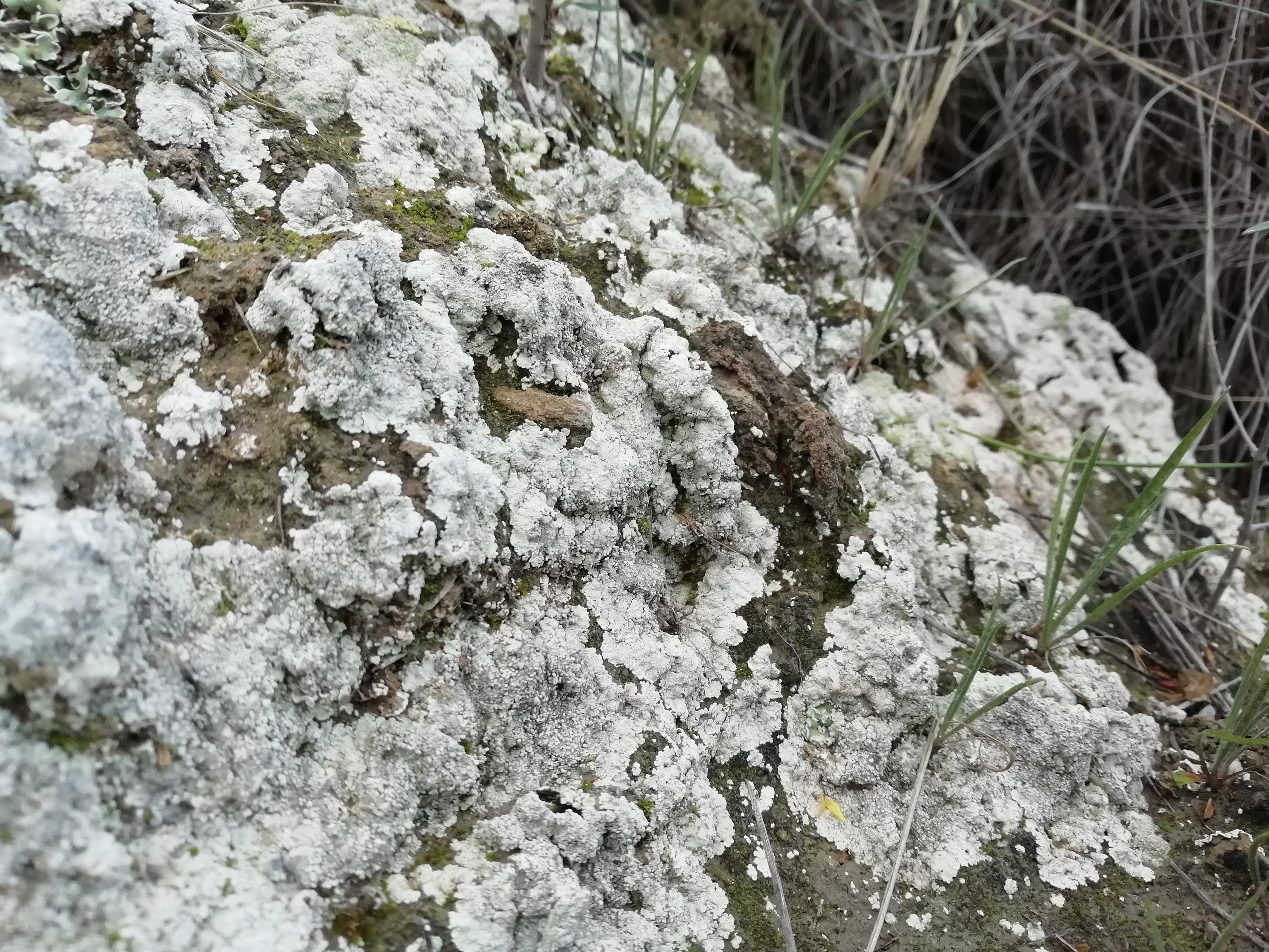 Biocostras, un paisaje en miniatura