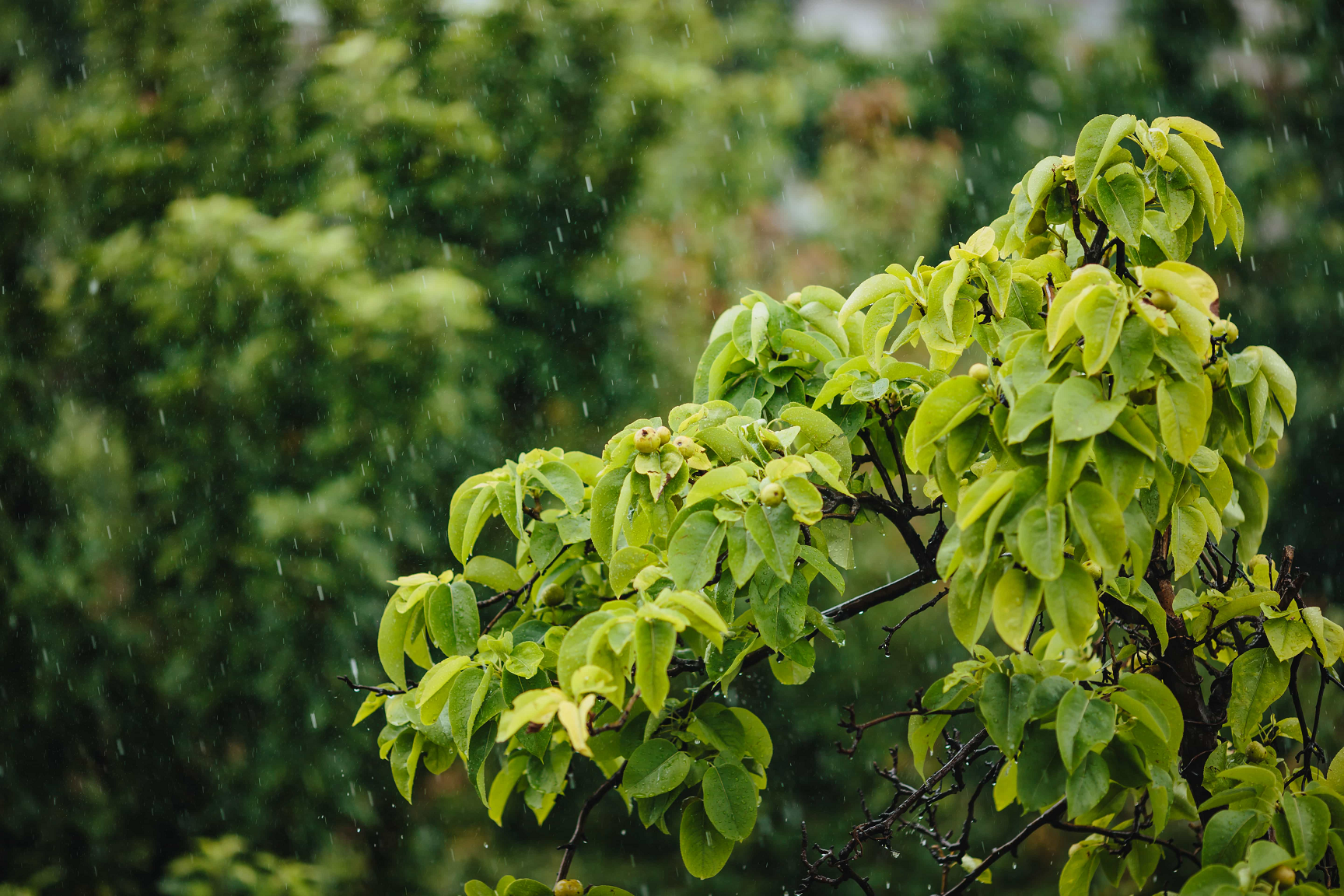Foto lluvia