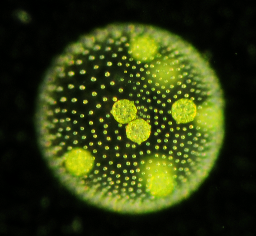 Volvox carteri, microalga multicelular