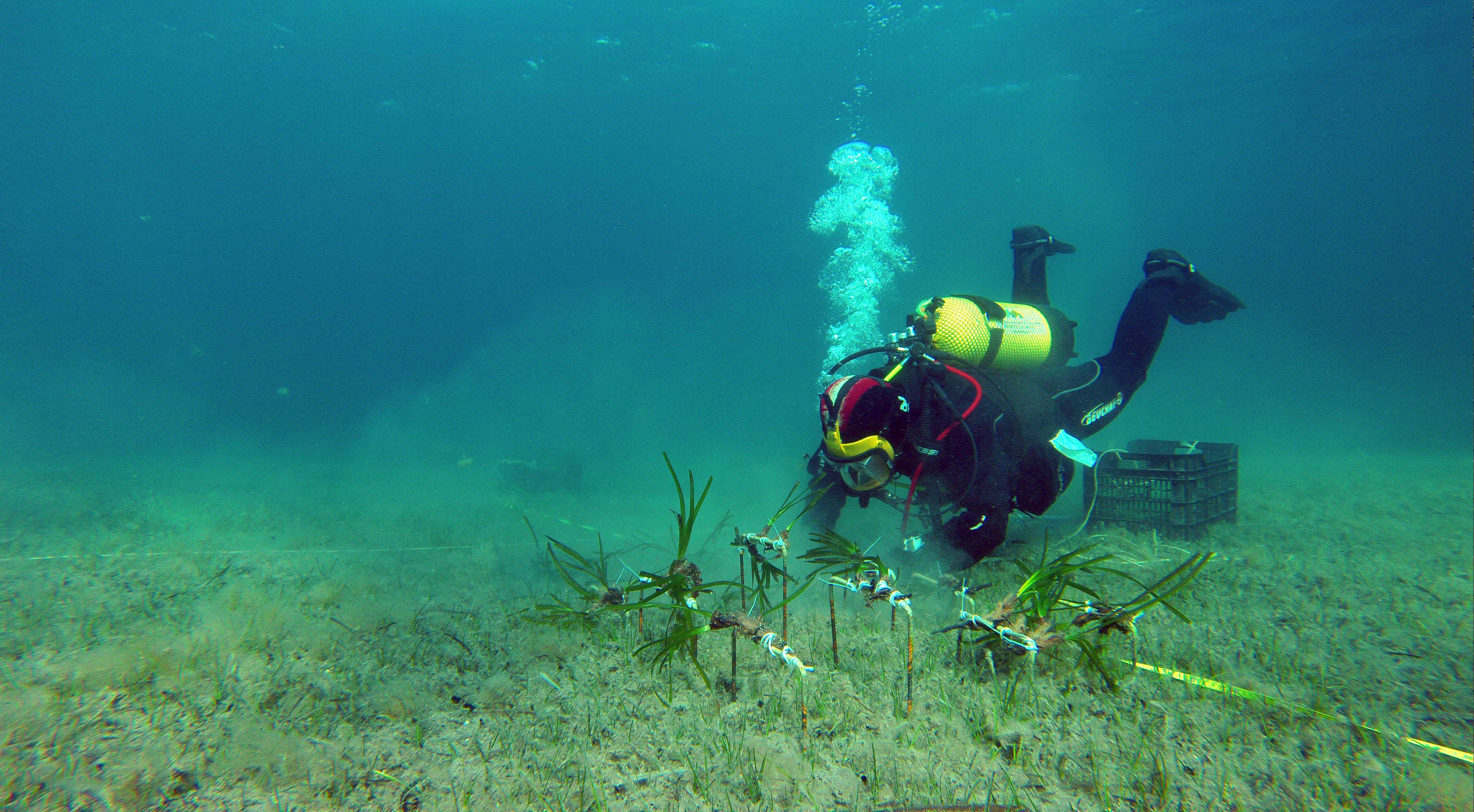 Plantación de fragmentos de Posidonia oceanica
