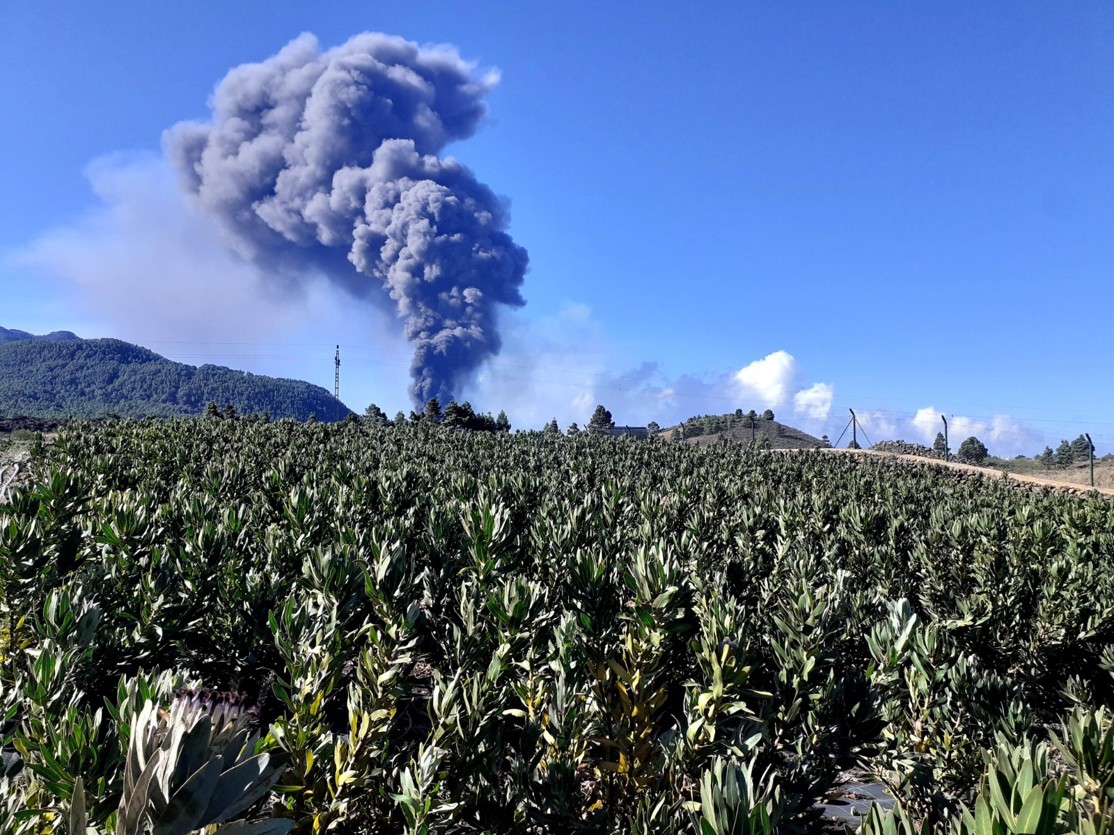 Afección de cenizas del volcán en cultivos de la isla de la Palma