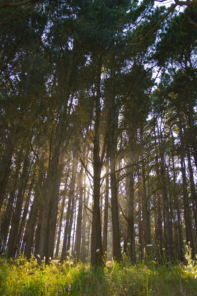 Bosque