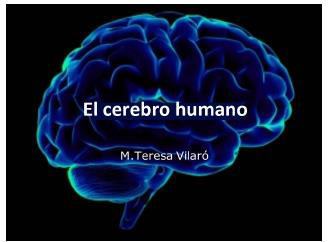 El cerebro humano